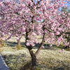 Almond Blossom