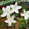 Jasmine