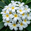 White Flowers