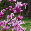 Magnolia